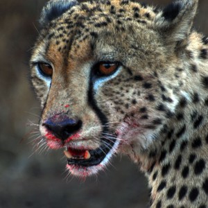 GUEPARD Afrique du Sud